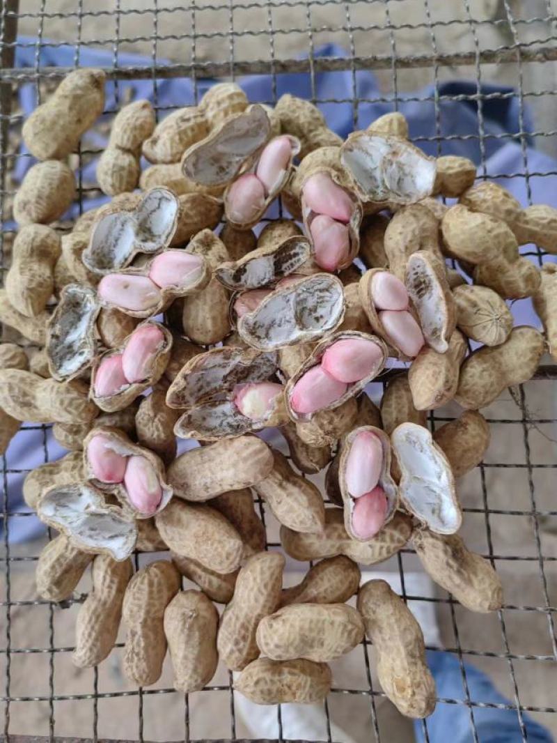 【鲜花生】河南开封鲜花生产地直发对接商超市场