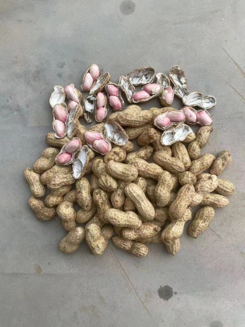 【鲜花生】河南开封鲜花生产地直发对接商超市场