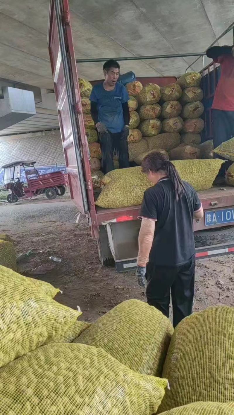【鲜花生】河南开封鲜花生产地直发对接商超市场