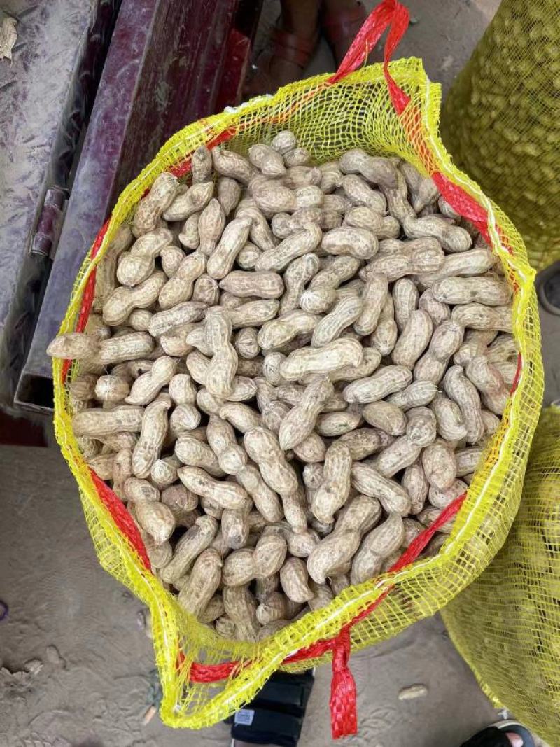 哪里有批发生花生 哪里有批发生花生