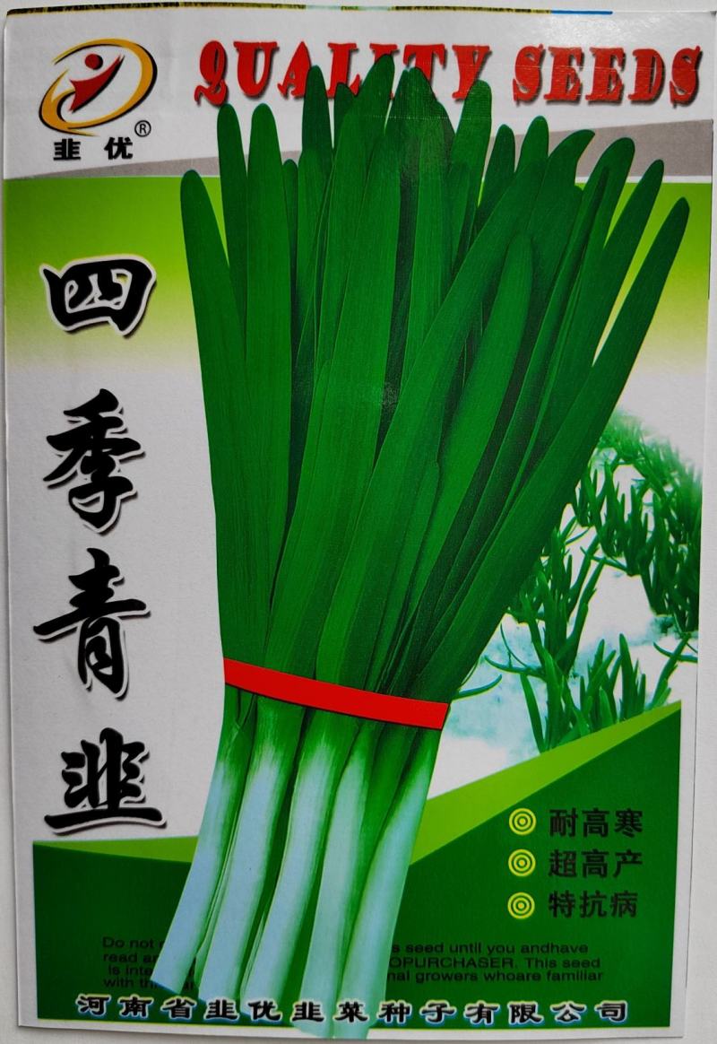 四季青韭菜种子高产型适合大棚常年种植不休眠