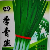 四季青韭菜种子高产型适合大棚常年种植不休眠