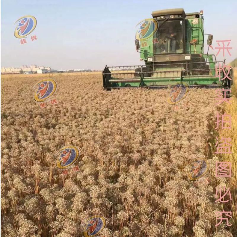 四季青韭菜种子高产型适合大棚常年种植不休眠