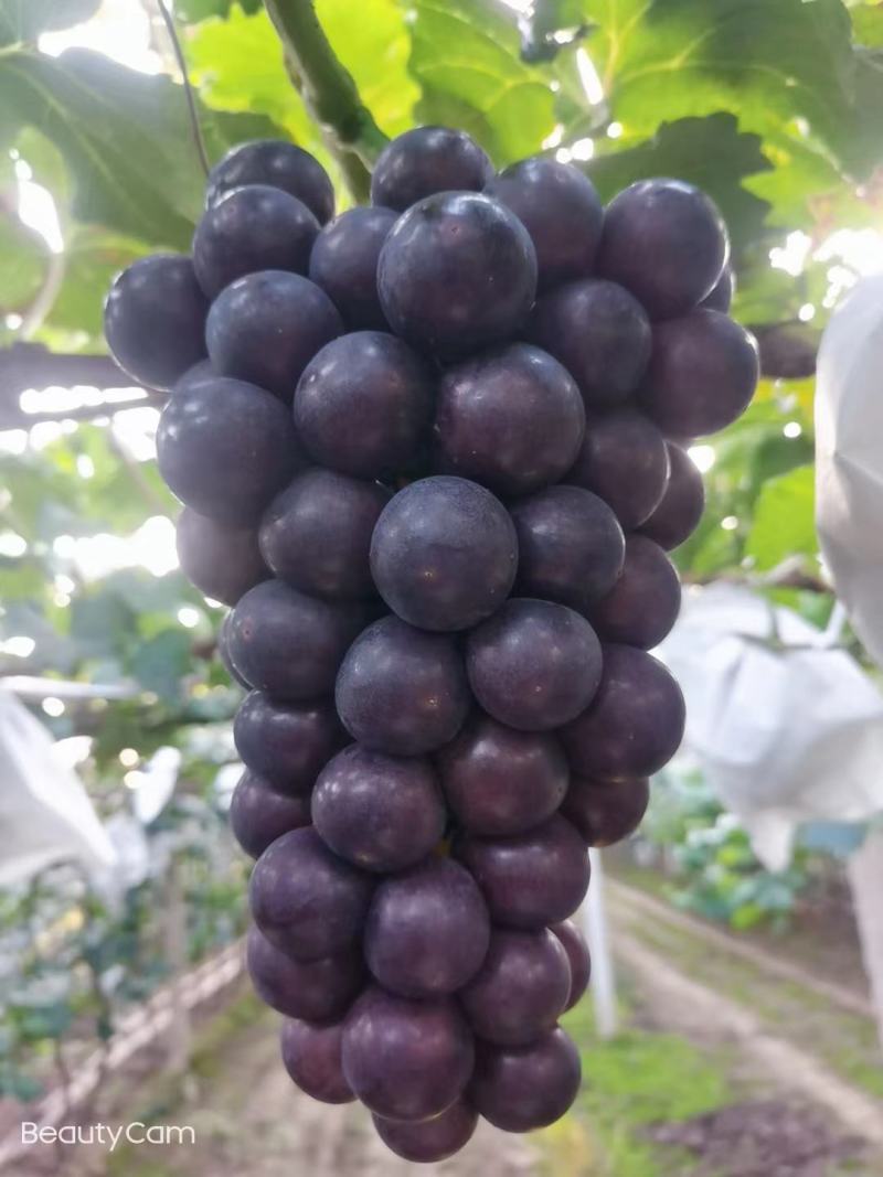 精品巨峰葡萄，辽峰葡萄，阳光玫瑰葡萄，大量上市