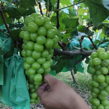 阳光玫瑰葡萄苗，夏黑根嫁接，5BB，贝达根嫁接，50万棵
