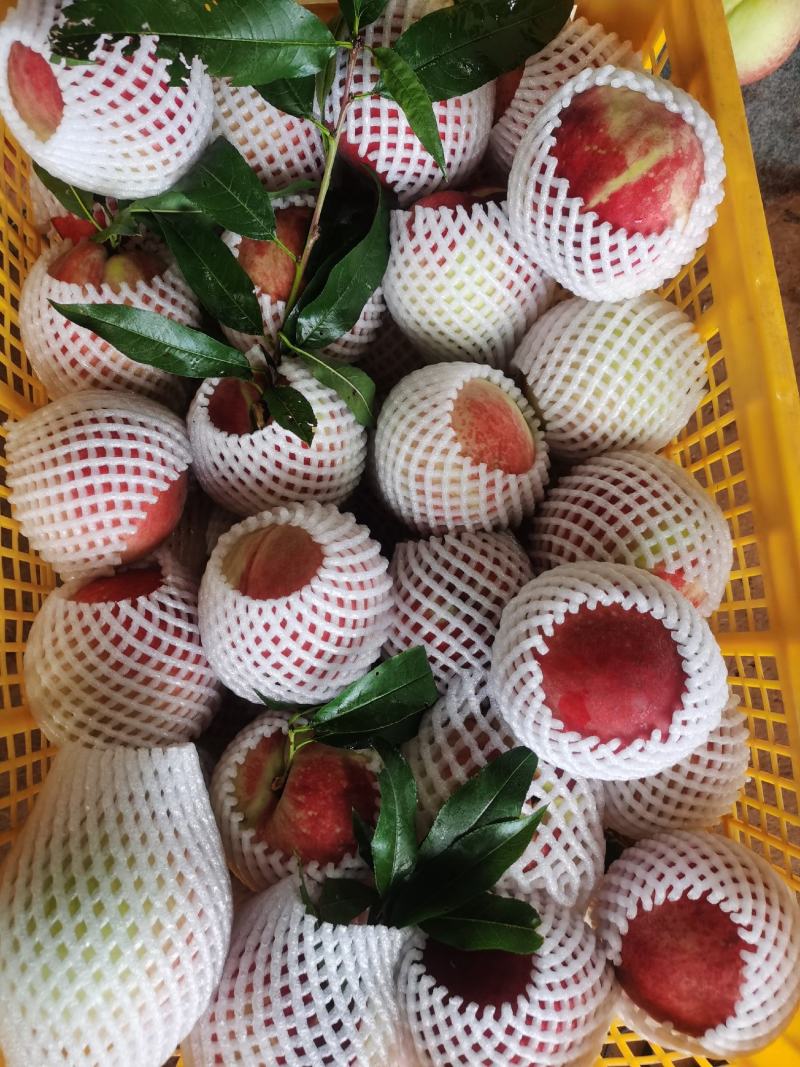 滇东秋雪蜜桃