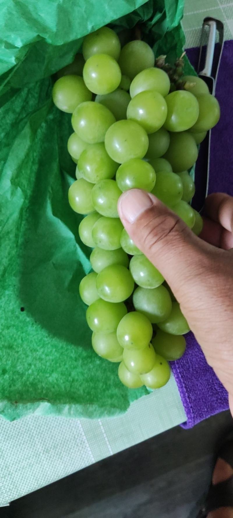 阳光玫瑰葡萄苗，夏黑根嫁接，5BB，贝达根嫁接，50万棵