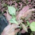 红粉佳人合果芋盆栽花卉室内观叶植物四季常青绿植
