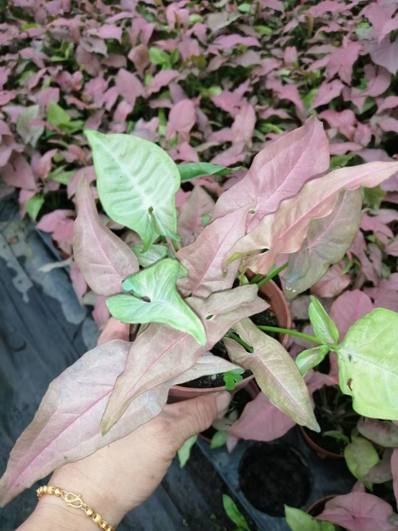 红粉佳人合果芋盆栽花卉室内观叶植物四季常青绿植