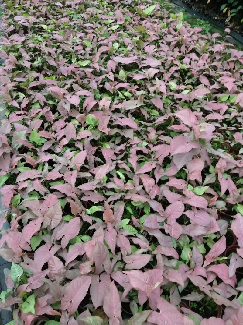 红粉佳人合果芋盆栽花卉室内观叶植物四季常青绿植