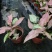 红粉佳人合果芋盆栽花卉室内观叶植物四季常青绿植