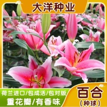 进口香水百合种球盆栽绿化做花海观赏百合耐寒百合种球