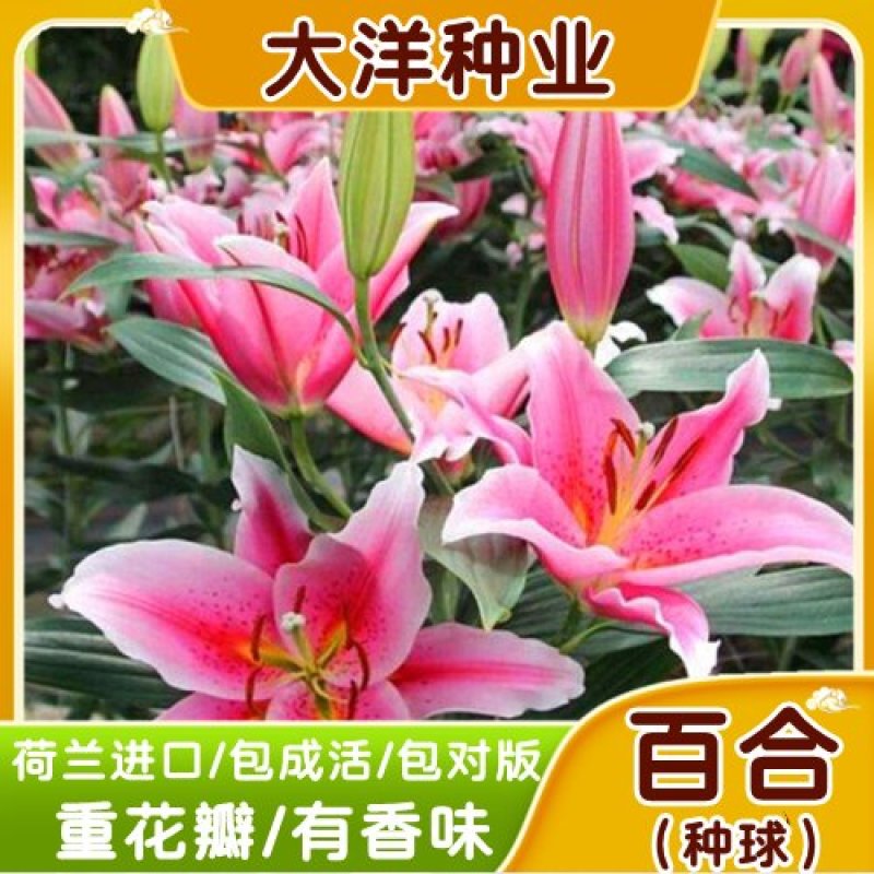 进口香水百合种球盆栽绿化做花海观赏百合耐寒百合种球