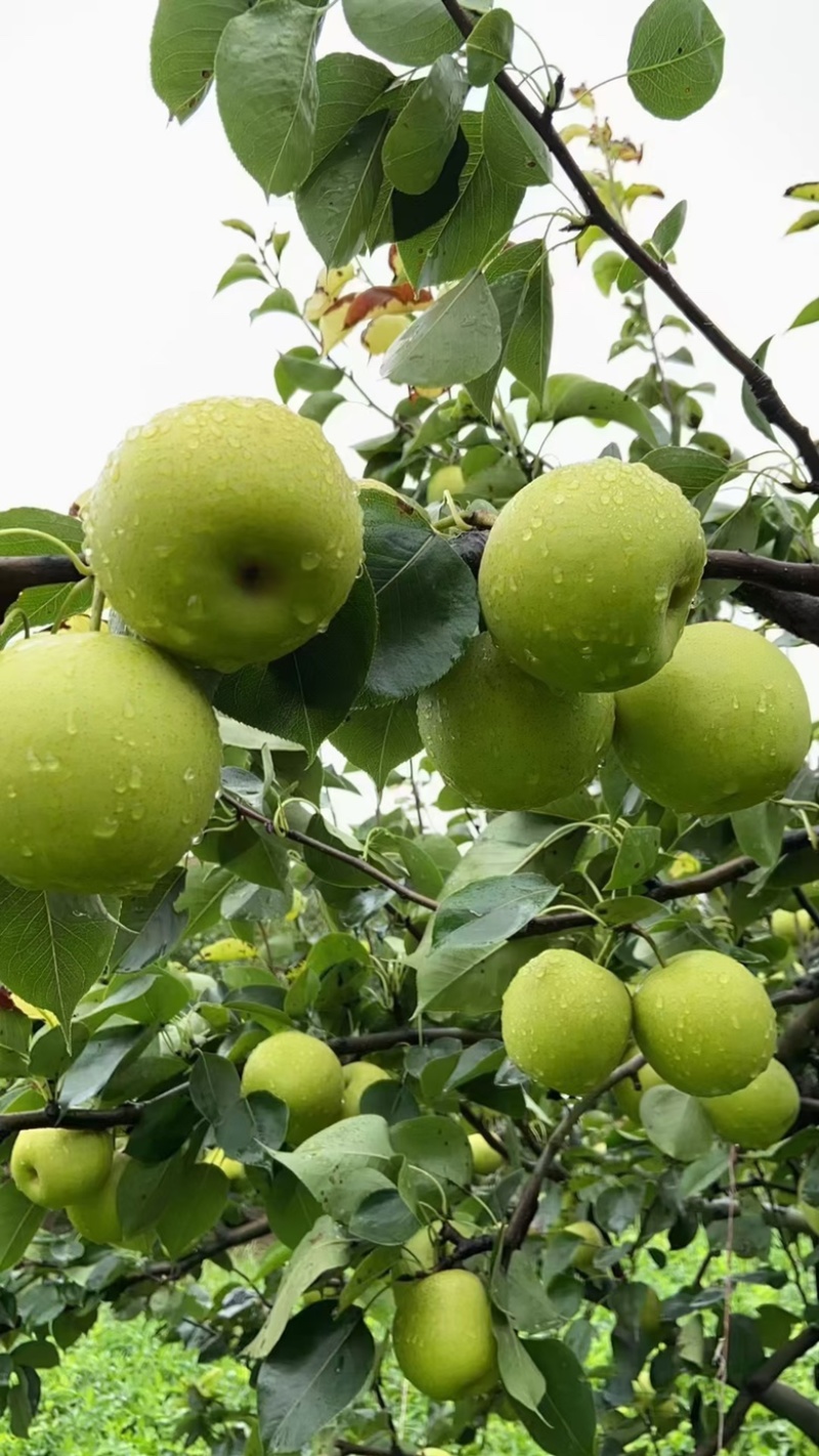 砀山县苹果梨翠冠梨青皇冠青脆蜜梨