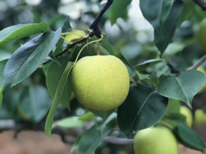 砀山县苹果梨翠冠梨青皇冠青脆蜜梨