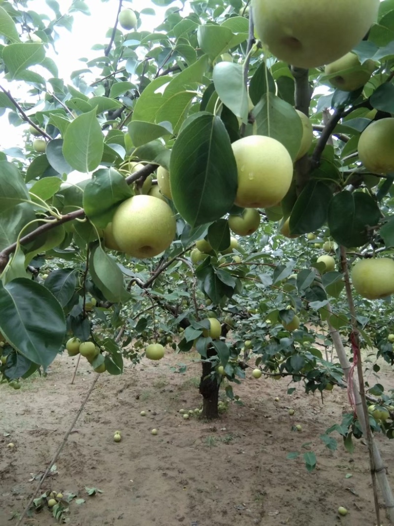 砀山县苹果梨翠冠梨青皇冠青脆蜜梨