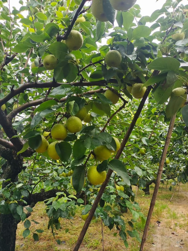 砀山县苹果梨翠冠梨青皇冠青脆蜜梨