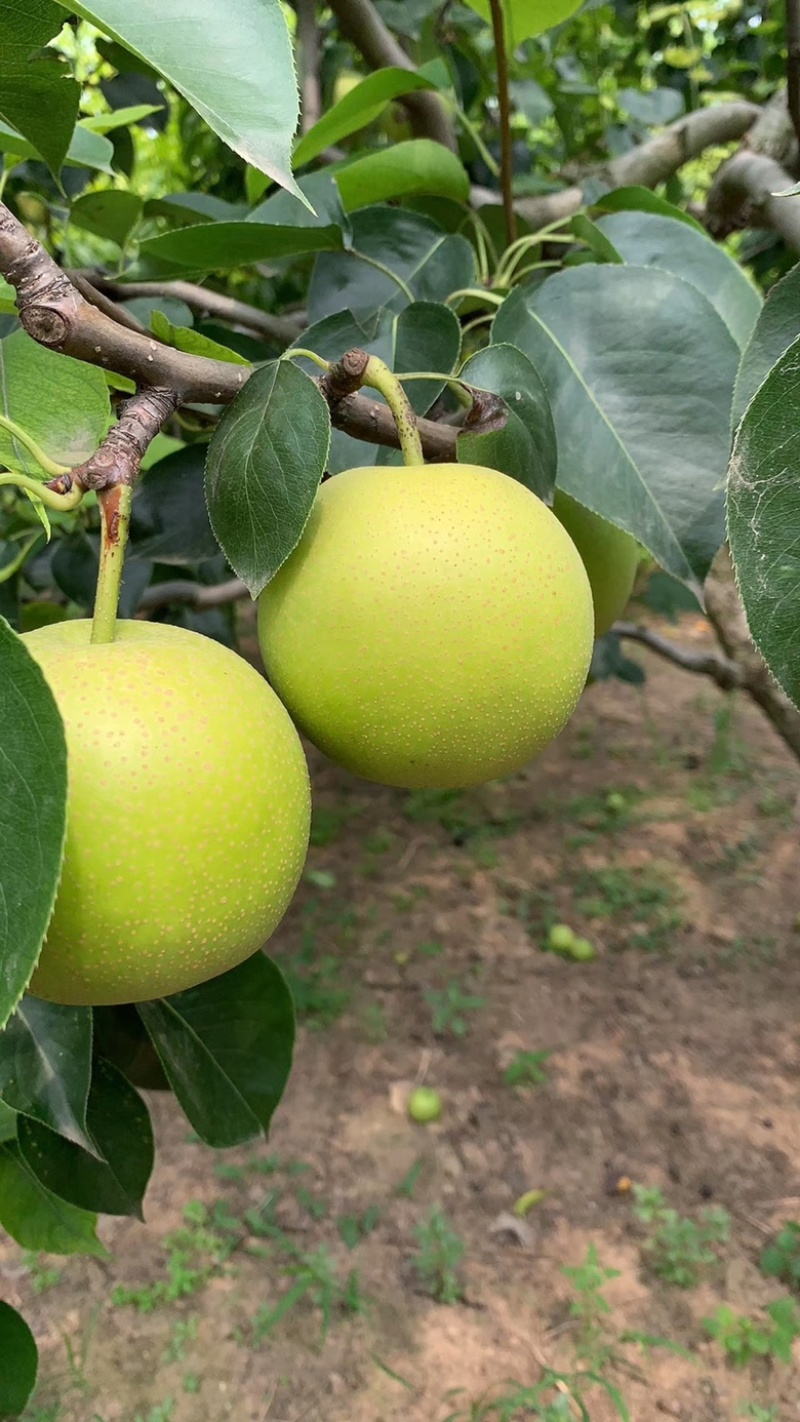 砀山县苹果梨翠冠梨青皇冠青脆蜜梨