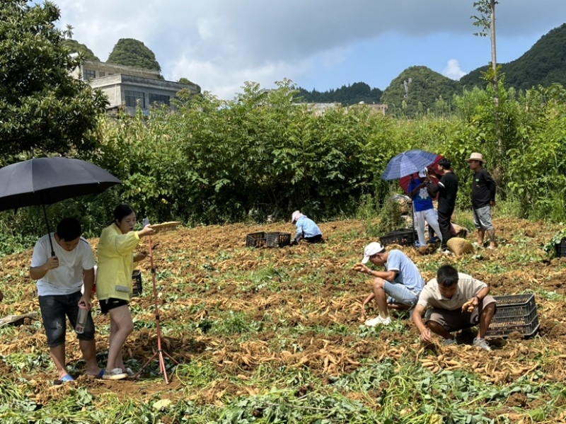 紫云红芯红薯大量上市量大从优欢迎选购