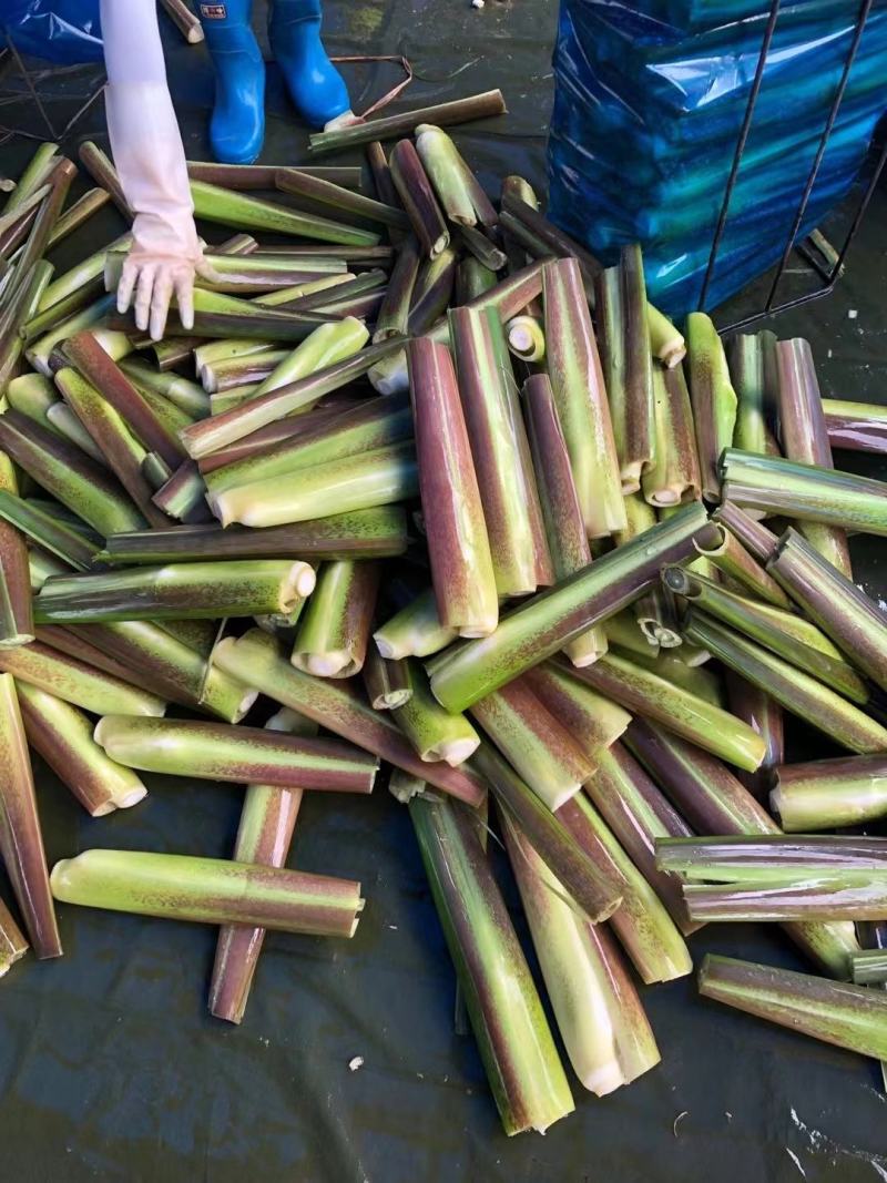 上海基地精品美人茭白货源充足量大从优欢迎进店选购