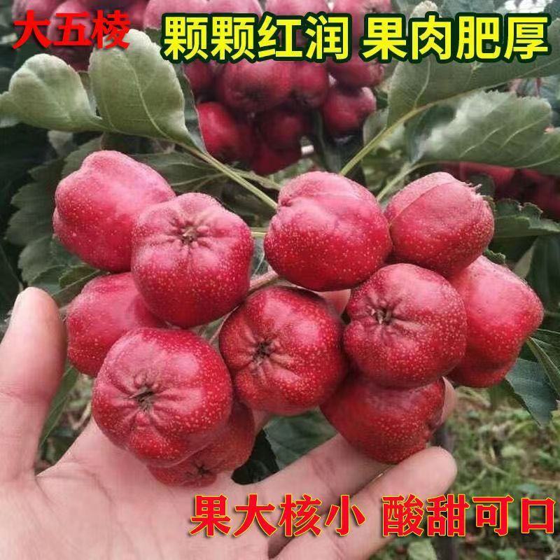 山楂，大五楞，产地直销，几十万吨，货好，价格低，量大