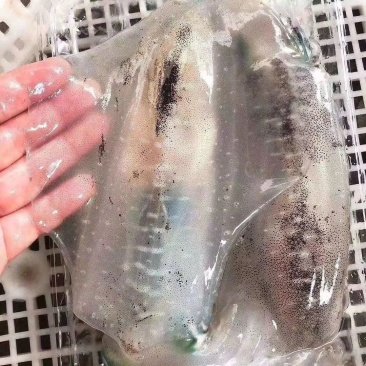 软时