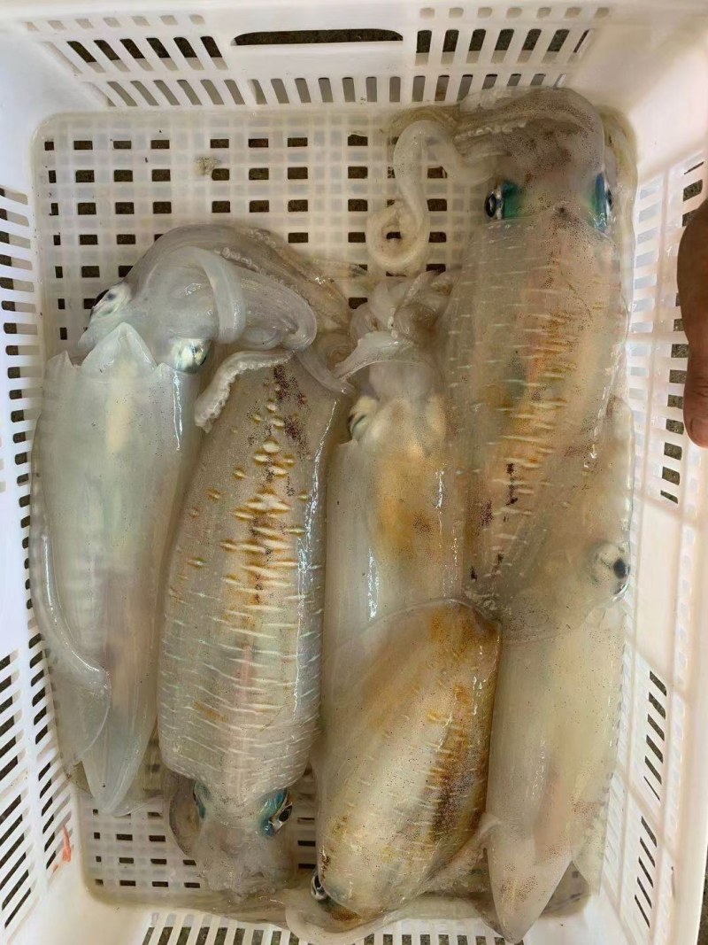 软时