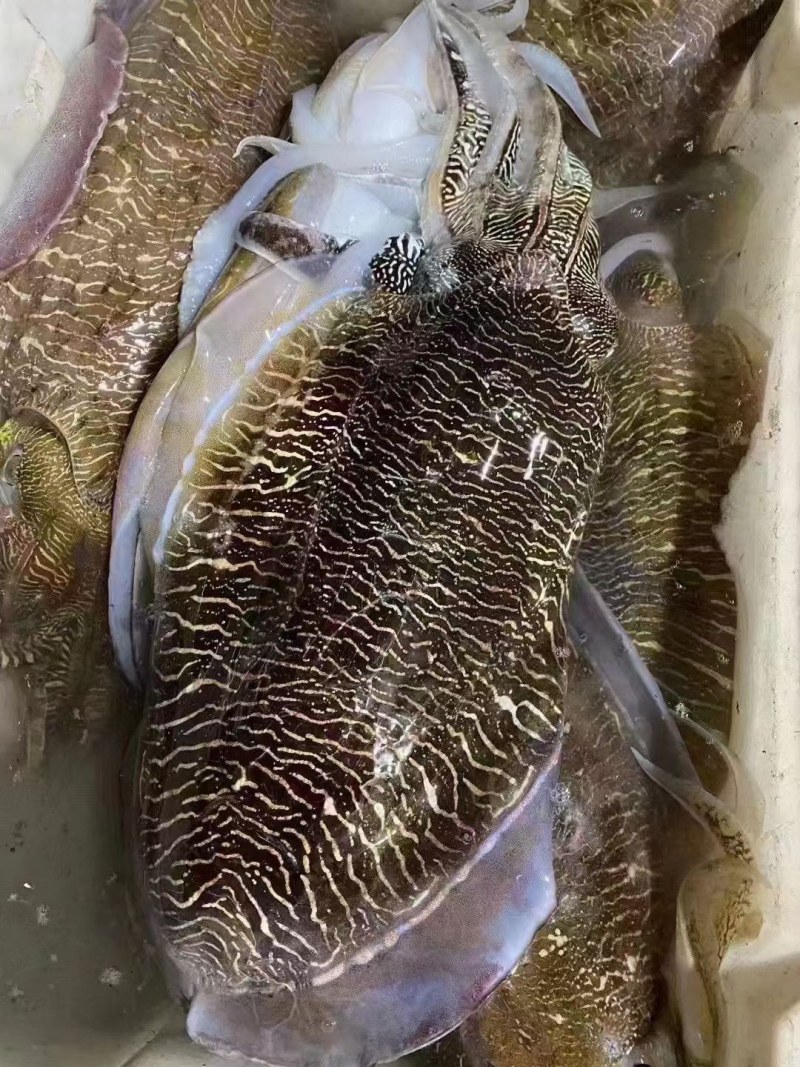 软时