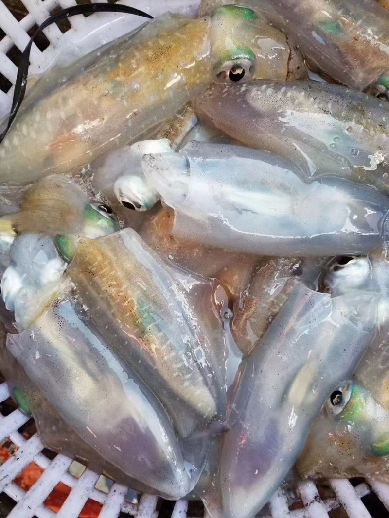 软时