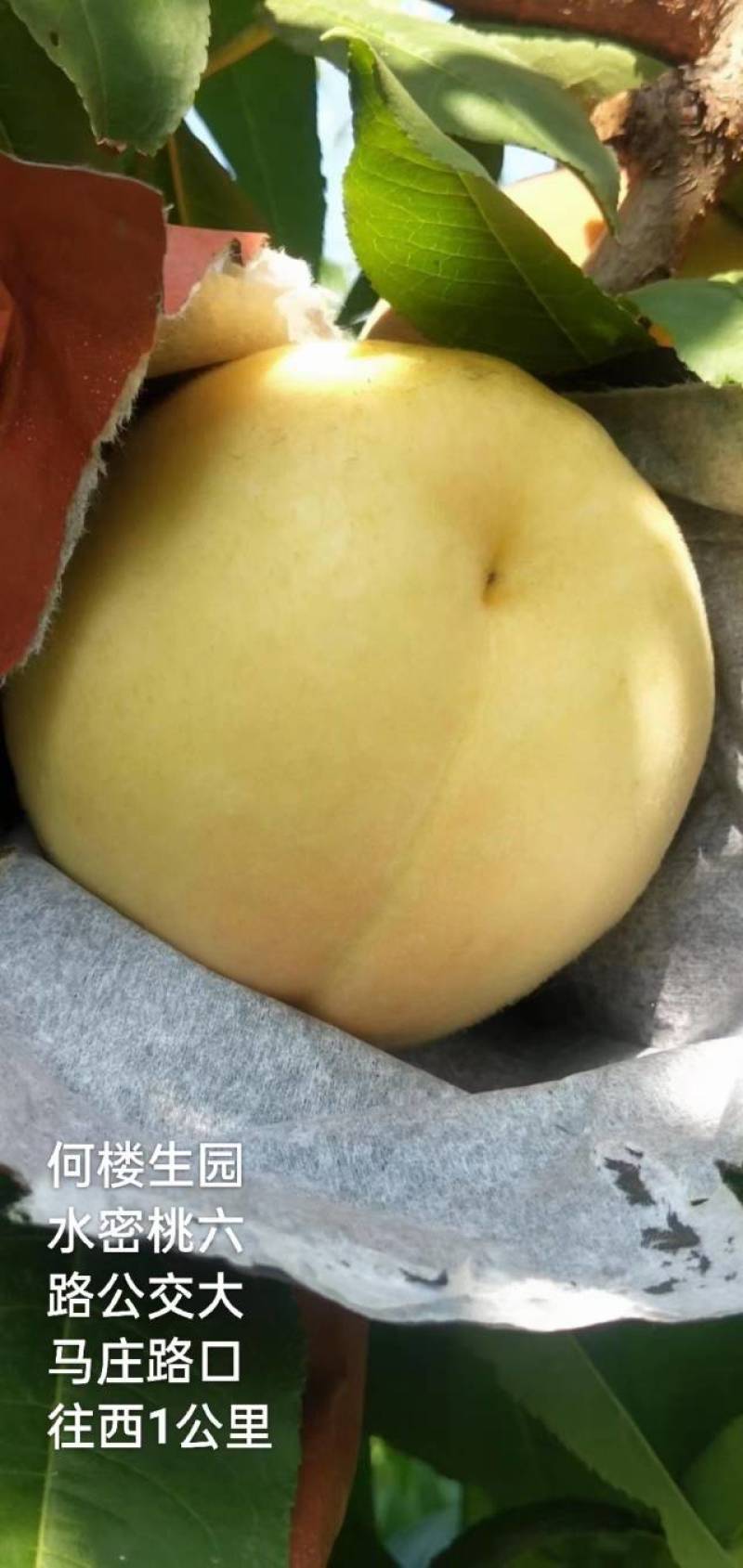中桃5号桃树苗，中熟个大丰产外观漂亮市场畅销