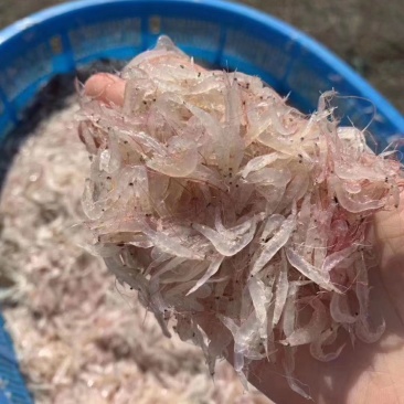 鲜虾皮