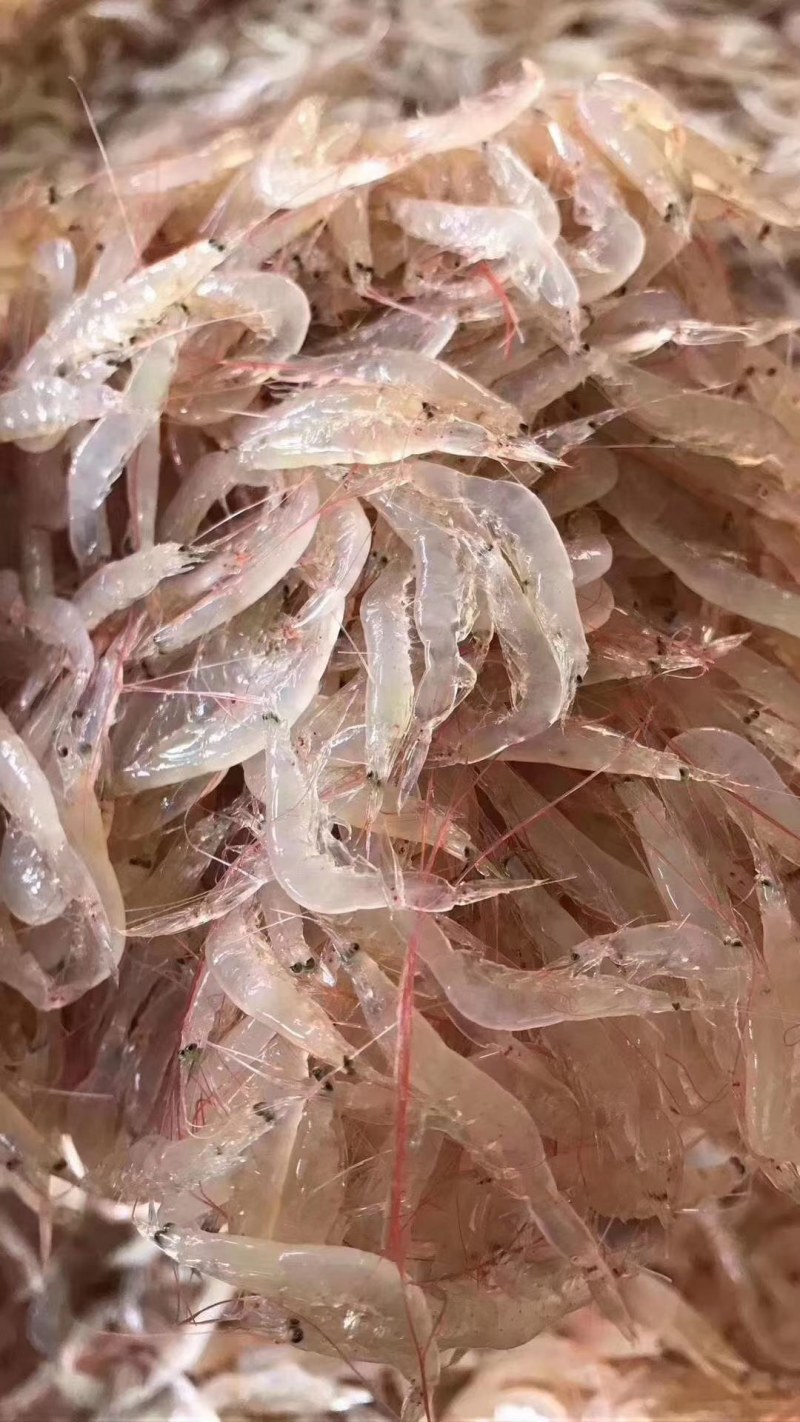 鲜虾皮