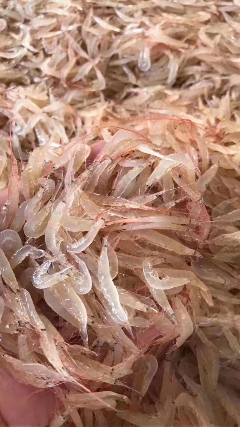 鲜虾皮