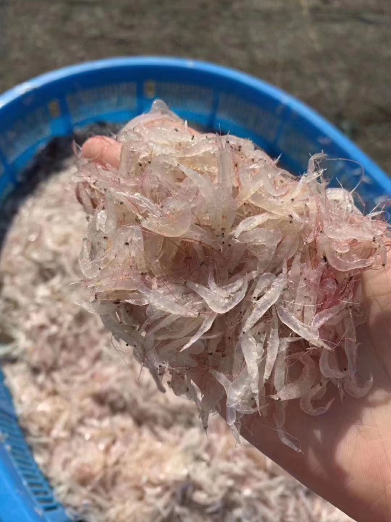 鲜虾皮