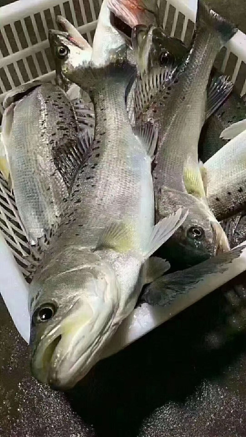 海钓鲈鱼