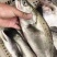 海钓鲈鱼