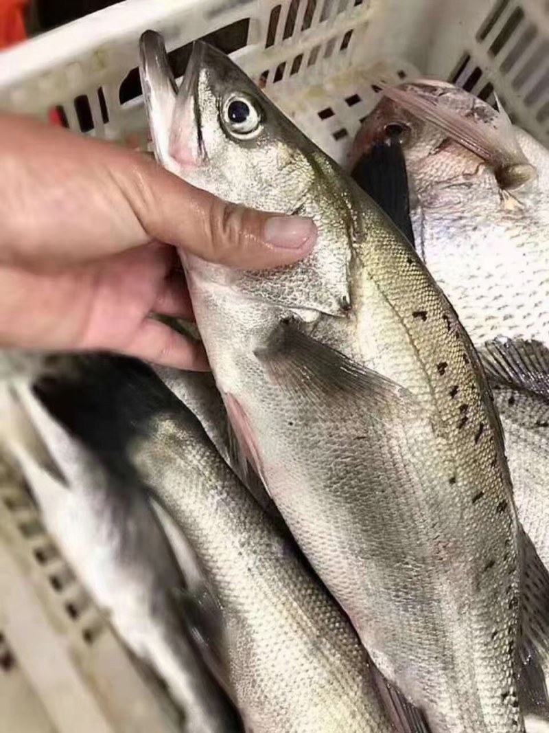 海钓鲈鱼