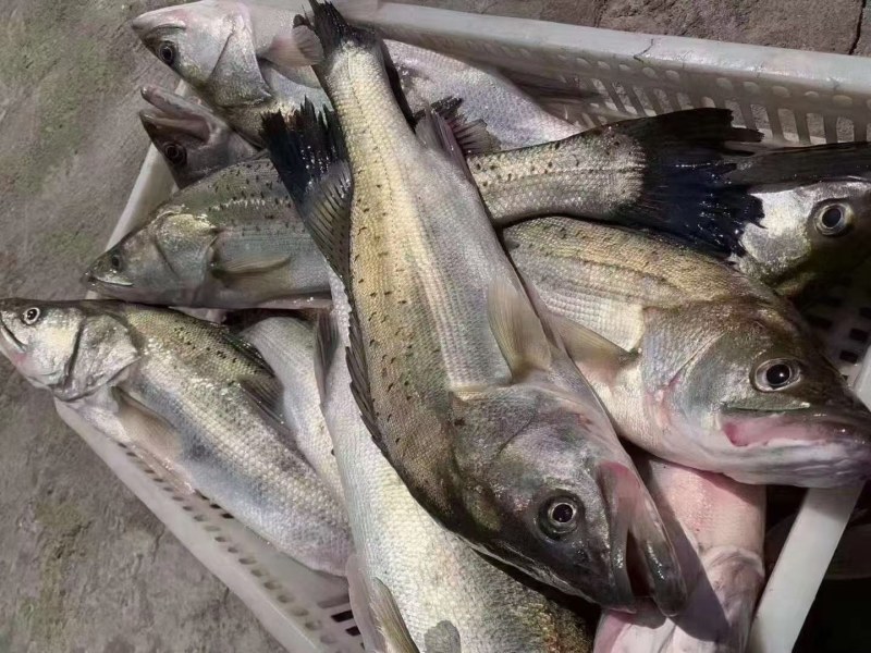 海钓鲈鱼