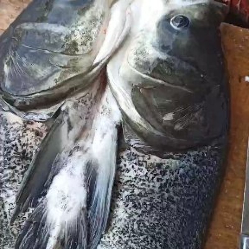 千岛湖生态有机鳙鱼活鱼现杀整条冰鲜发货质量保证