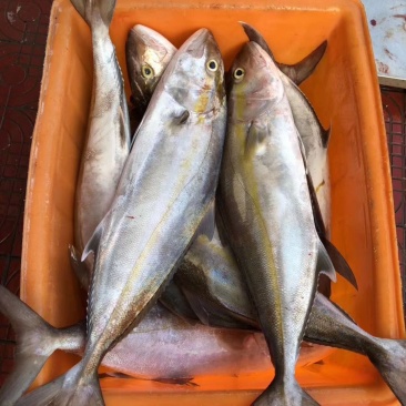 红甘鱼块