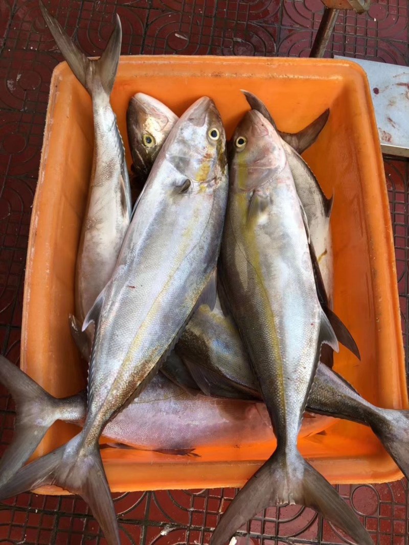 红甘鱼块