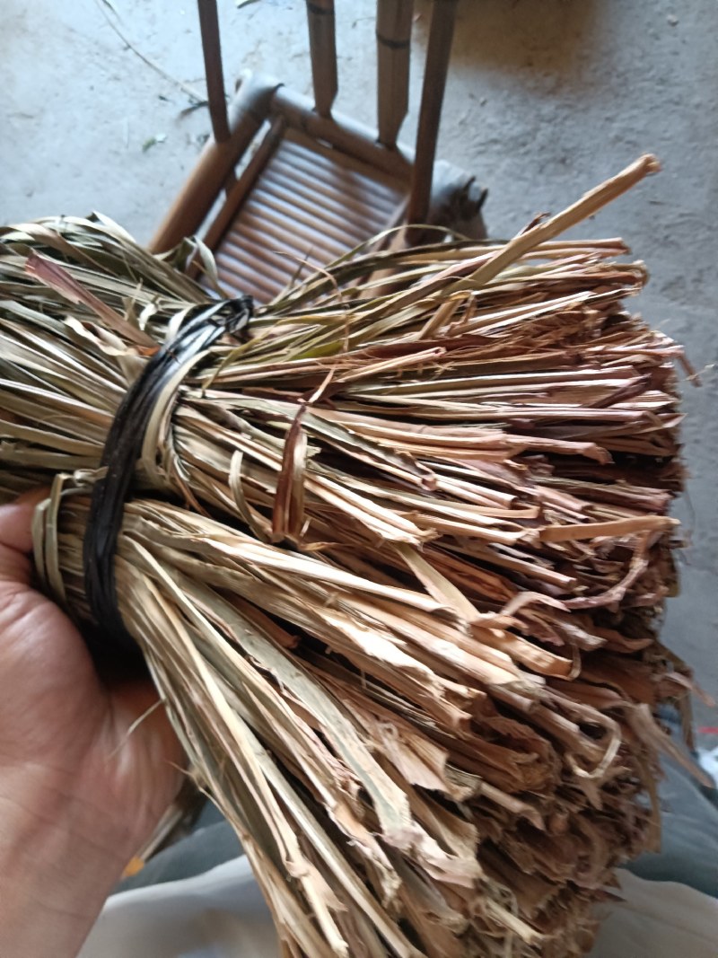 茴香菖蒲
