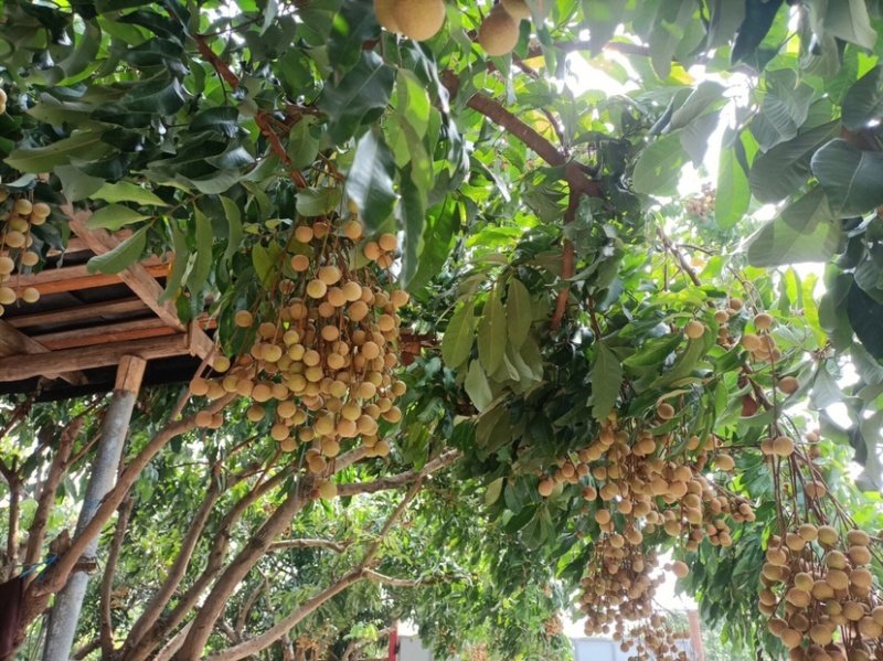 鲜桂圆