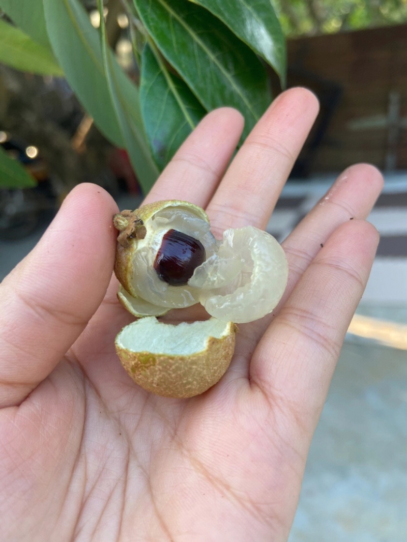 鲜桂圆