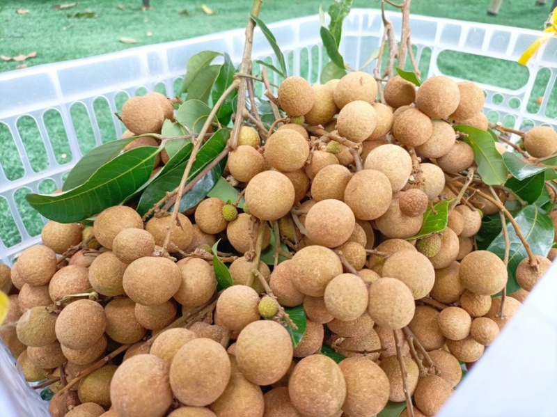 鲜桂圆