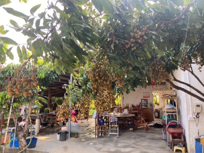 鲜桂圆