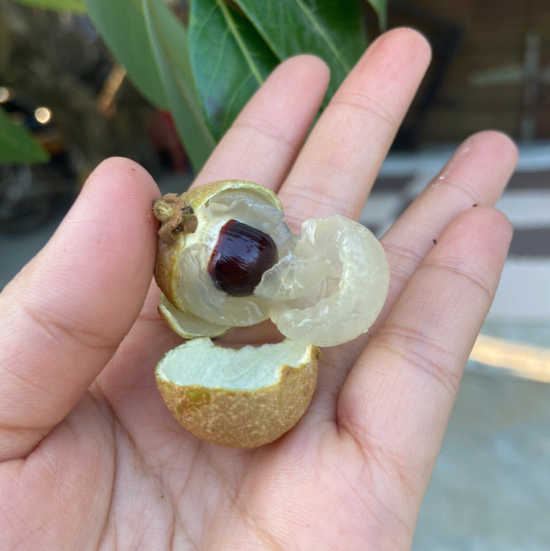 鲜桂圆