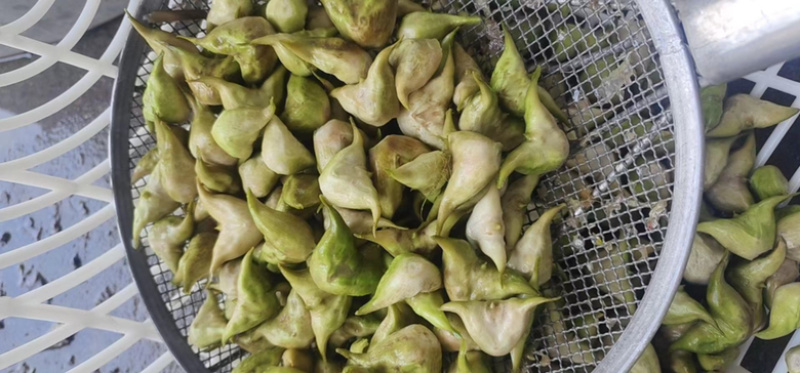 新鲜老菱角，源头发货，量大🉑️电话联系小刀