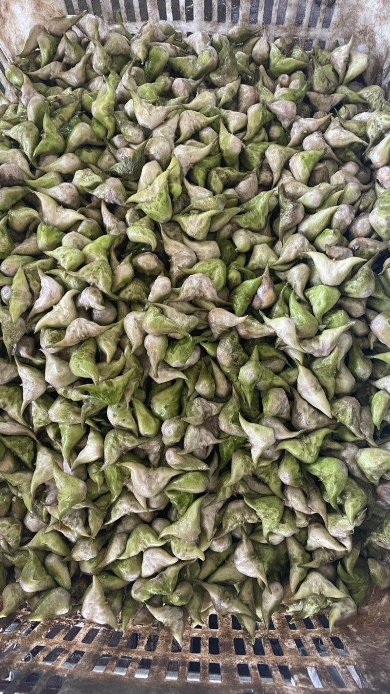 新鲜老菱角，源头发货，量大🉑️电话联系小刀