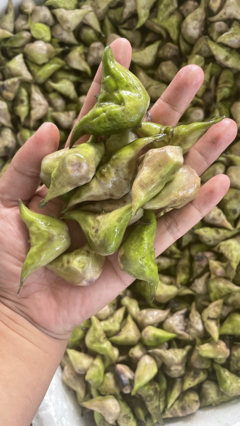 新鲜老菱角，源头发货，量大🉑️电话联系小刀